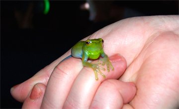 Amazon frog