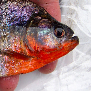 Piranha