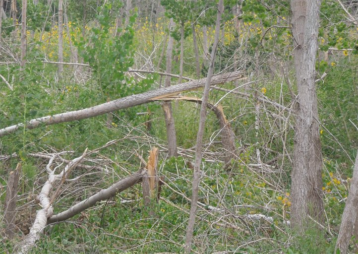 Fallen cottonwood tree