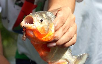 Pirahna caught