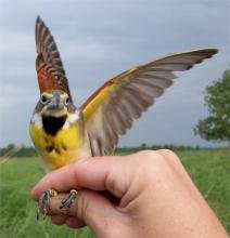 songbird